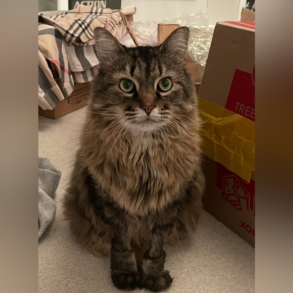 ‘Royal Embellished’ Peep Toe Pumps - Picture 12 of 13